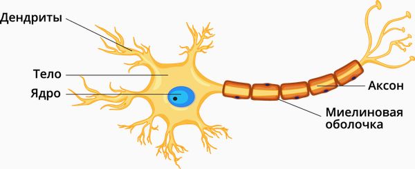 Строение нейрона Строение нейрона