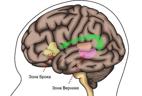 Зоны головного мозга, отвечающие за речь