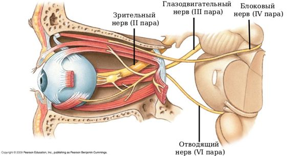 Нервы, которые могут вовлекаться в воспалительный процесс [20]