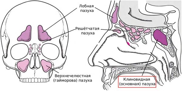 Расположение основной (клиновидной) пазухи [21]