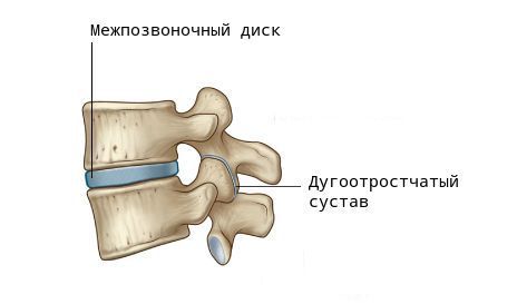 Дугоотростчатый сустав Дугоотростчатый сустав