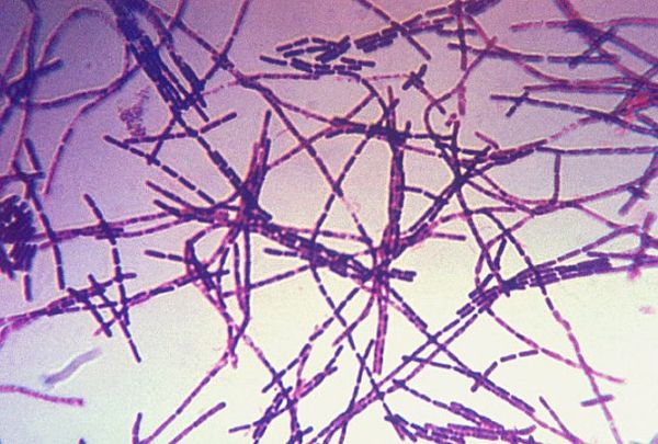 Bacillus anthracis [15]