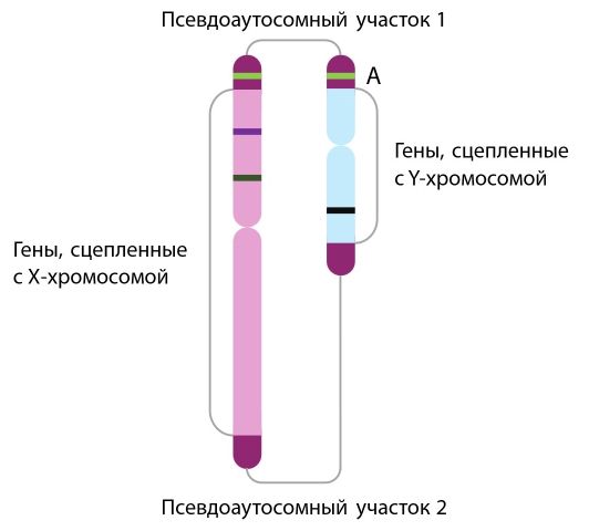 PAR-участки на половых хромосомах PAR-участки на половых хромосомах