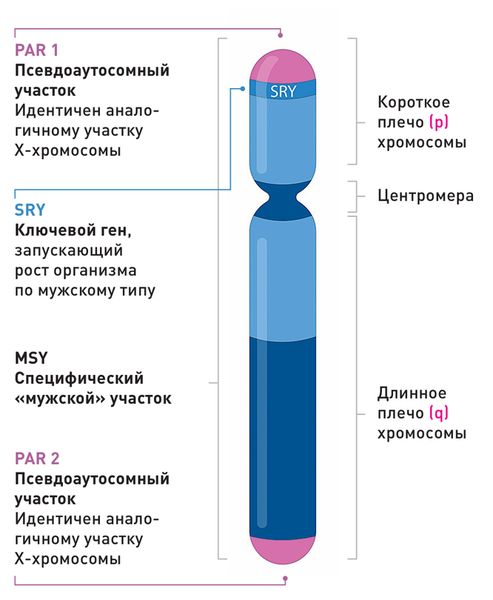 Строение Y-хромосомы