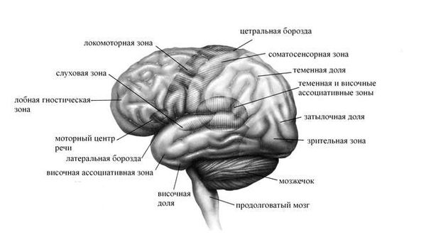 Зоны коры головного мозга