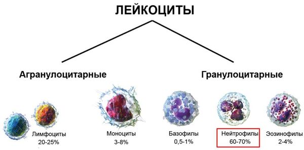 Разновидности лейкоцитов
