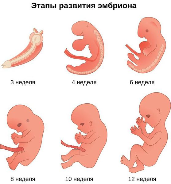 Этапы развития эмбриона
