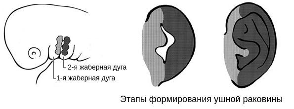 Процесс формирования ушной раковины