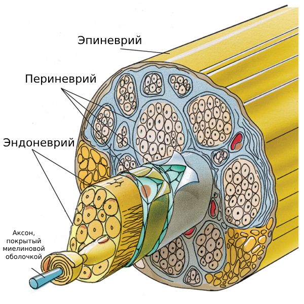 Строение нерва