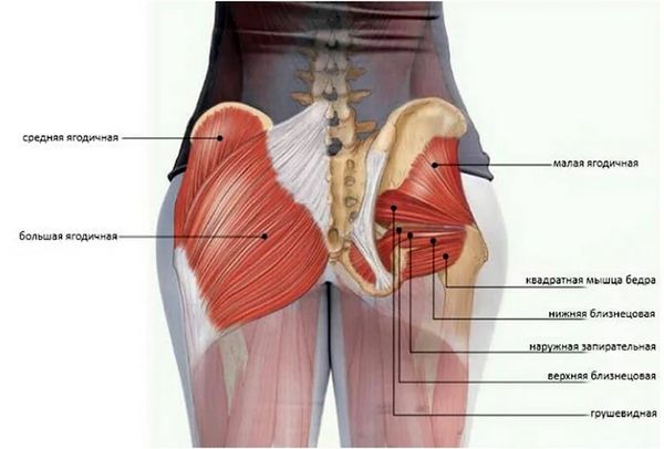 Ягодичные мышцы