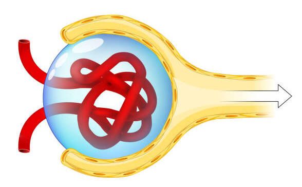 Капсула Боумена с клубочком внутри