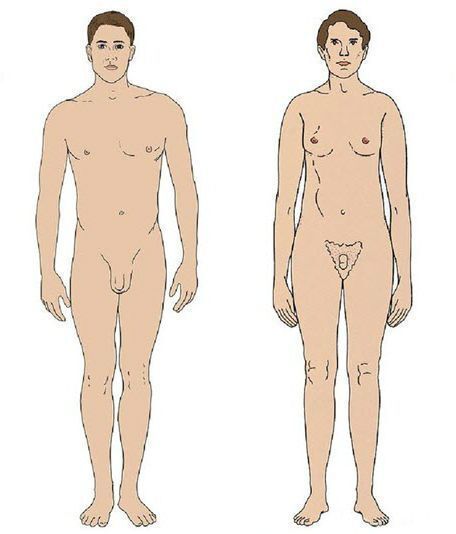 Нормальные и евнухоидные пропорции тела