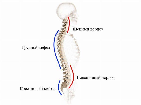 Правильное положение позвоночника