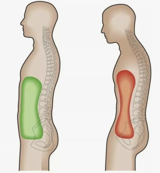 Влияние осанки на внутренние органы