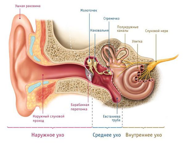 Нормальное строение уха