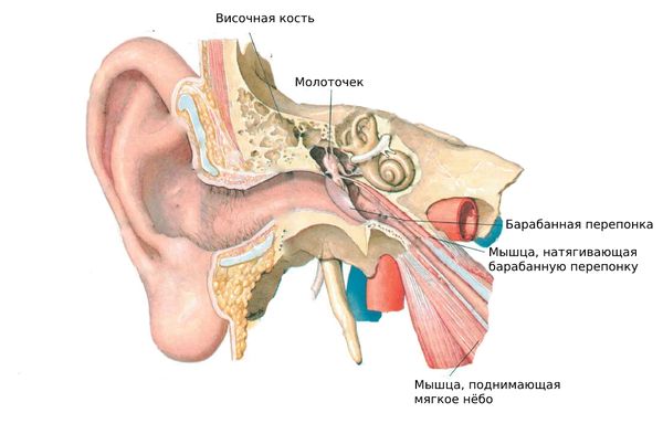Строение уха