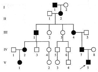 Пример родословной с аутосомно-доминантным заболеванием
