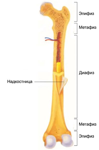 Строение трубчатой кости