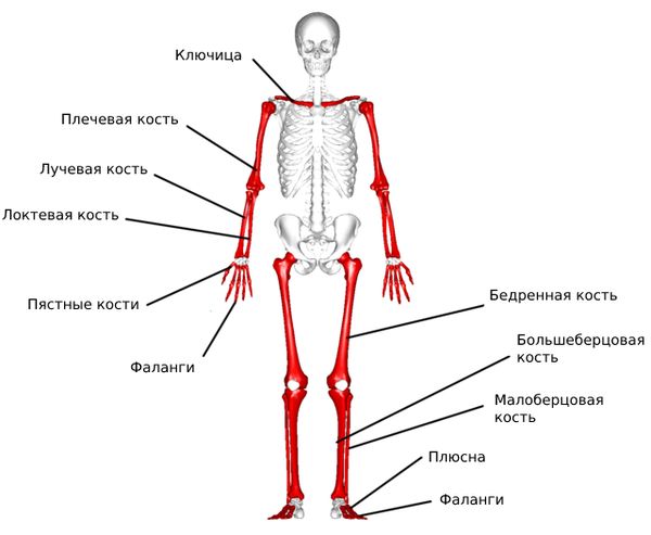 Трубчатые кости