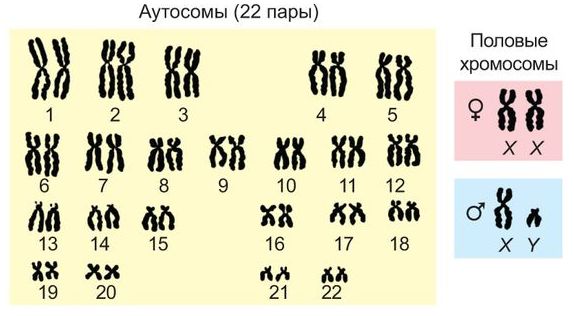 Набор хромосом