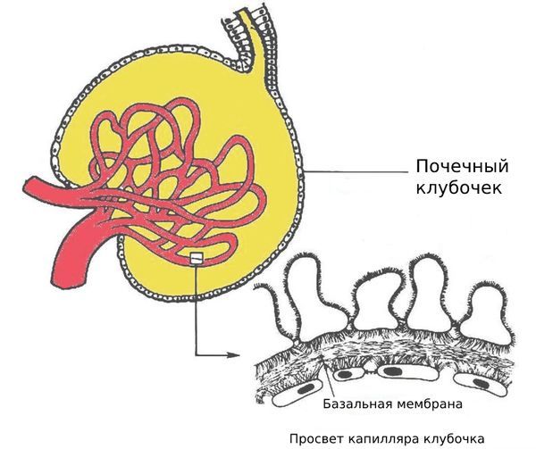 Почечный клубочек и базальная мембрана