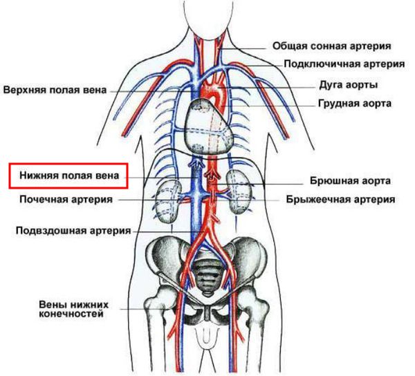 Расположение нижней полой вены Расположение нижней полой вены