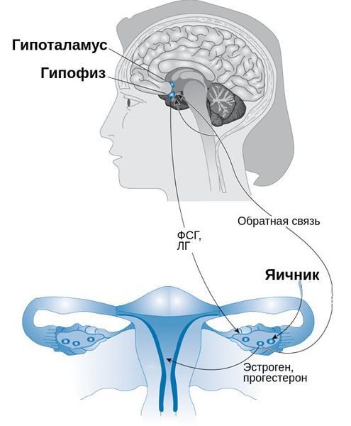 Выработка гормонов в системе "гипоталамус — гипофиз — яичники"