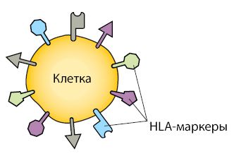 HLA-маркеры на поверхности клетки