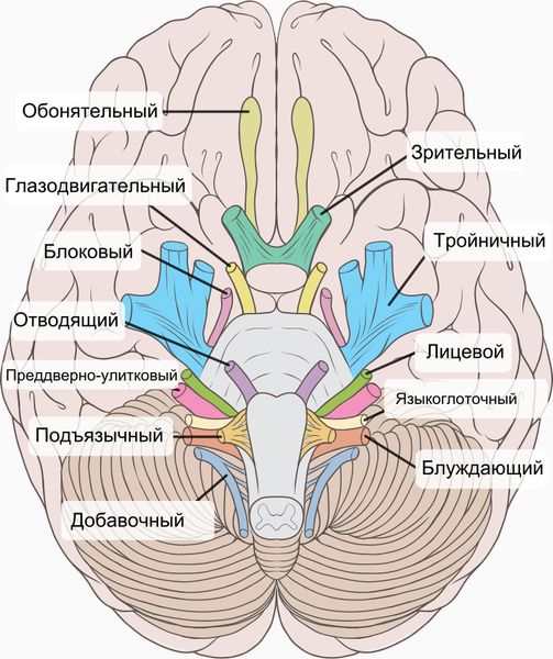 Черепные нервы