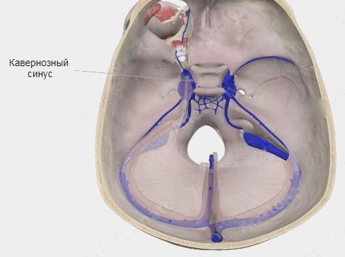 Кавернозный синус (вид сверху)
