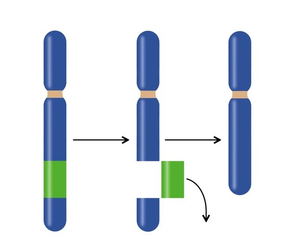 Делеция хромосомы