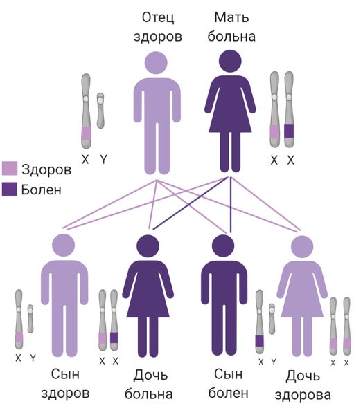 Х-сцепленный тип наследования