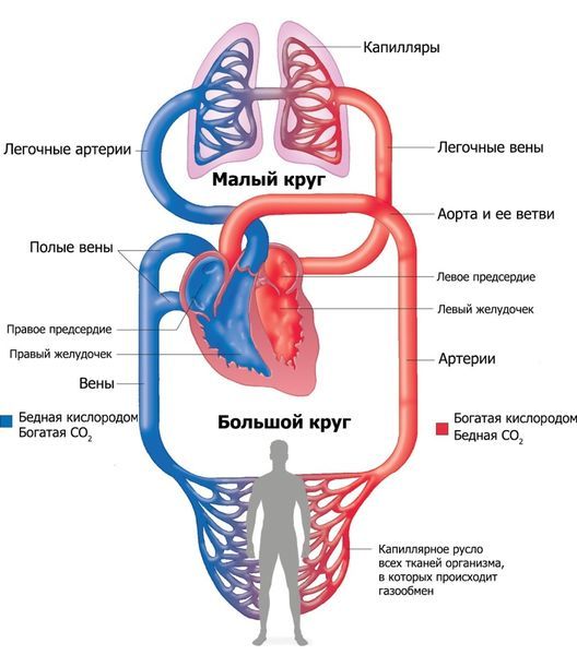 Большой и малый круг кровообращения Большой и малый круг кровообращения