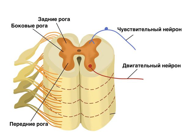 Задние, боковые и передние рога спинного мозга