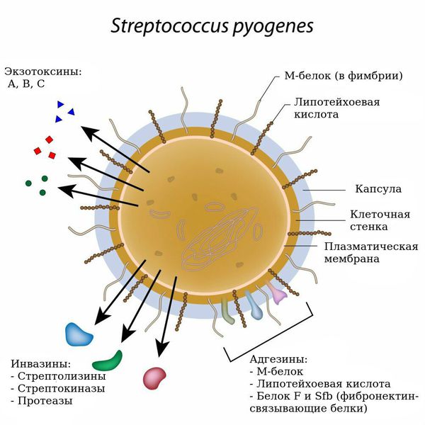 Факторы патогенности Streptococcus pyogenes