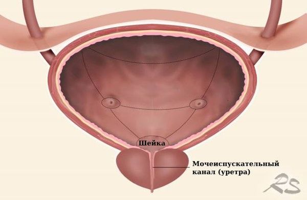 Расположение шейки мочевого пузыря