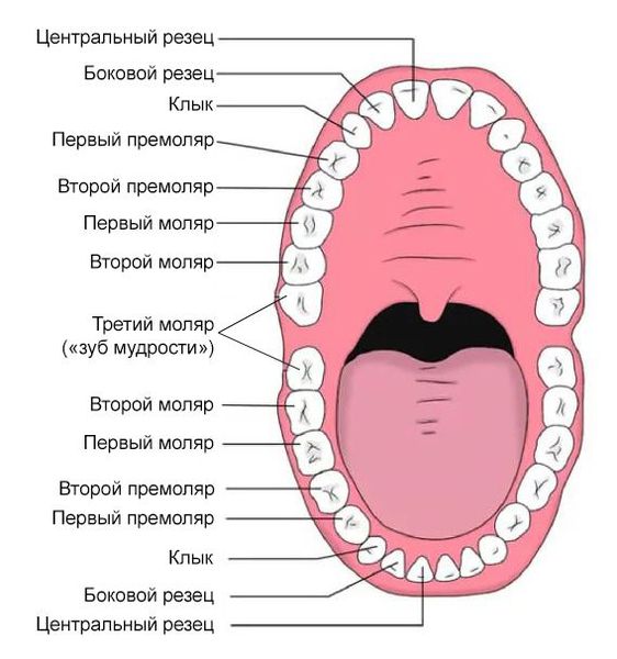 Расположение и название зубов