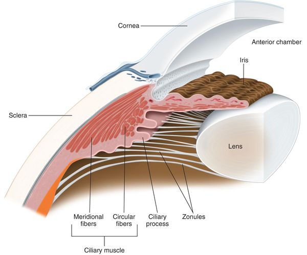 Строение цилиарной мышцы глаза