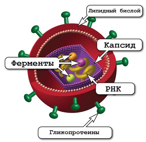Структура ВИЧ