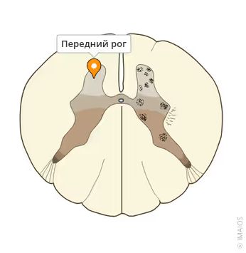 Передние рога Передние рога