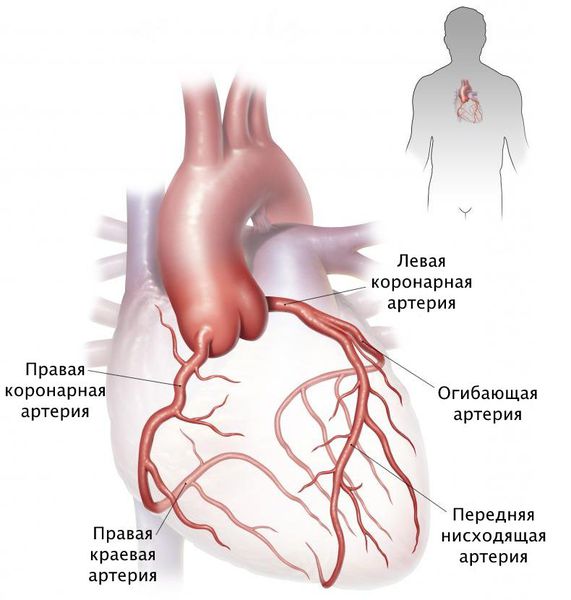 levaya i pravaya koronarnye arterii s