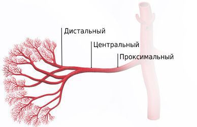 Отделы почечных артерий