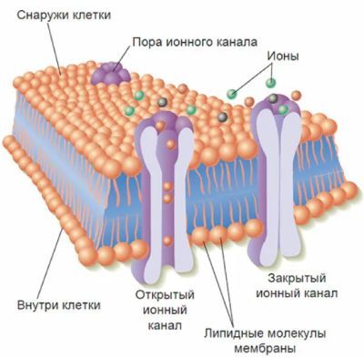 Ионные каналы в мембране клетки