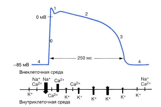 Потоки ионов в разные фазы