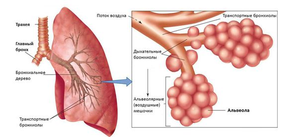 alveoly i bronhi s