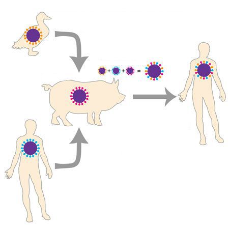Происхождение свиного гриппа