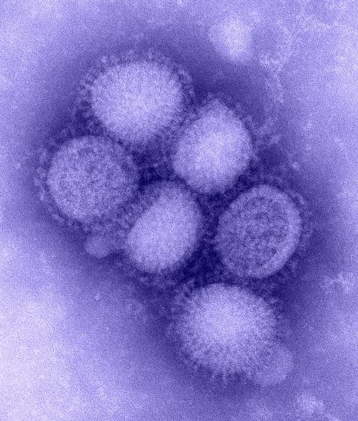 В Британии обнаружен устойчивый к Тамифлю вирус свиного гриппа