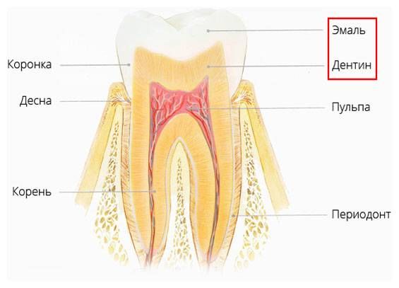 Строение зуба (эмаль и дентин) Строение зуба (эмаль и дентин)