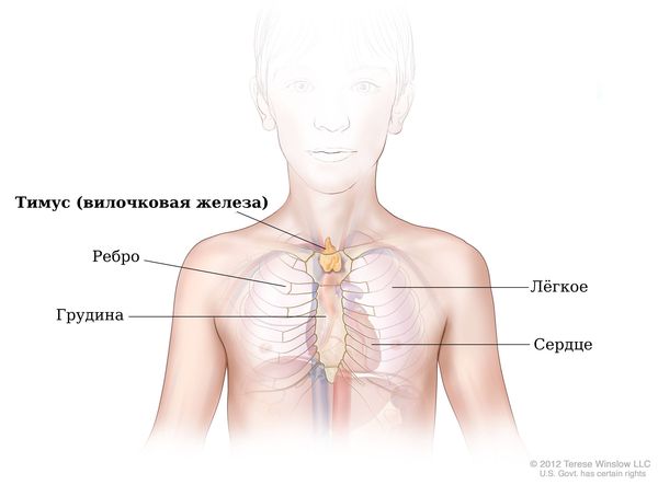 Расположение тимуса