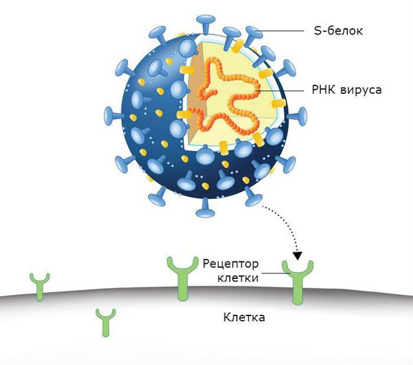 Механизм проникновения вируса через мембрану клетки